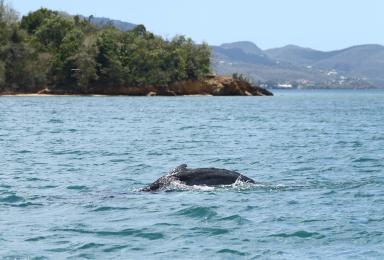 Baleineau isolé observé dans la baie de Génipa en Martinique