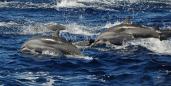 groupe de dauphins de Clymène