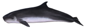 Cachalot nain / Dwarf Sperm Whale (Kogia sima)