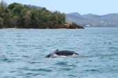 Baleineau isolé observé dans la baie de Génipa en Martinique