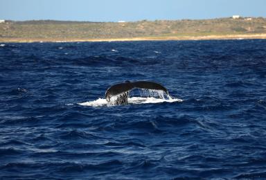 caudale de baleine