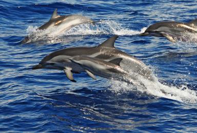 couple mère-delphineau de dauphin bleu et blanc