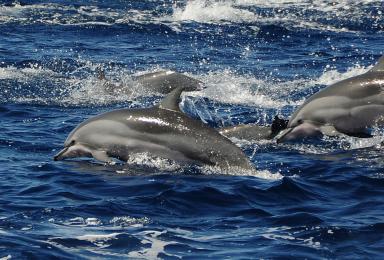 groupe de dauphins de Clymène