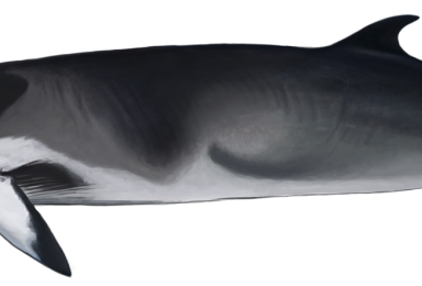 Illustration Petit rorqual / Common Minke Whale (Balaenoptera acutorostrata)