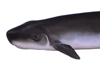 Illustration Cachalot pygmée / Pygmy Sperm Whale (Kogia breviceps)